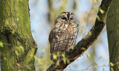 Bosuil/Tawny Owl