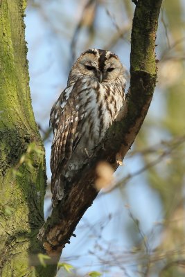 Bosuil/Tawny Owl