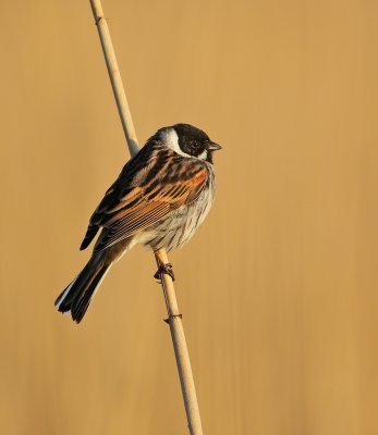 Rietgors/Reed Bunting