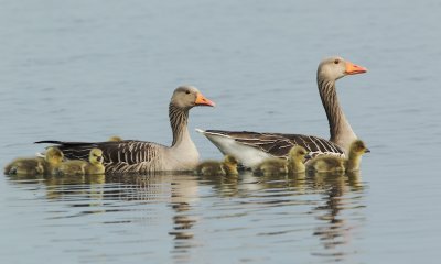 Grauwe Gans/Greylag Goose