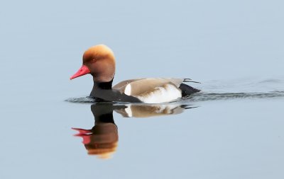 Krooneend/Red-crested Pochard