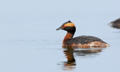 Kuifduiker/Slavonian Grebe