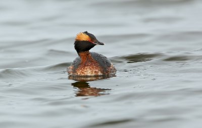 Kuifduiker/Slavonian Grebe