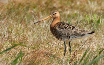 Grutto/Black-tailed Godwit