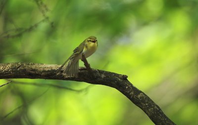 Fluiter/Wood Warbler