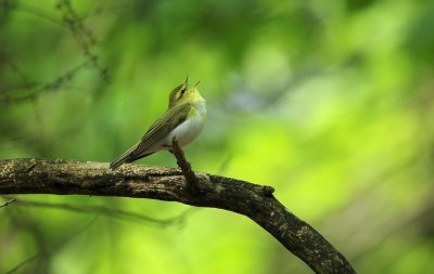 Fluiter/Wood Warbler