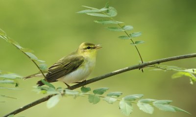Fluiter/Wood Warbler