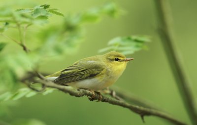 Fluiter/Wood Warbler