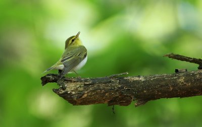 Fluiter/Wood Warbler