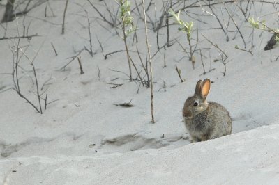 Konijn/Rabbit