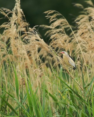 Woudaap/Little Bittern