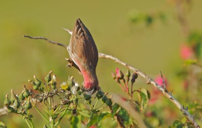 Roodmus/Common Rosefinch