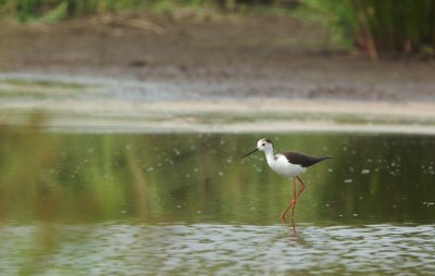 Steltkluut/Black-winged Stilt