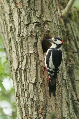 Grote Bonte Specht/Great Spotted Woodpecker