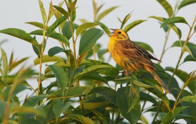 Geelgors/Yellowhammer