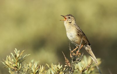 Sprinkhaanzanger/Grasshopper Warbler
