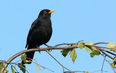 Merel/Blackbird