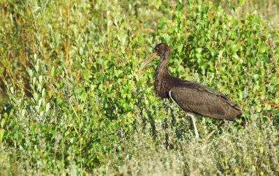 Zwarte Ooievaar/Black Stork