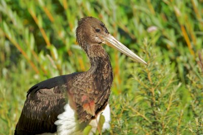 Zwarte Ooievaar/Black Stork