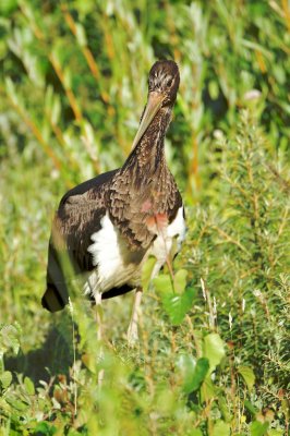 Zwarte Ooievaar/Black Stork