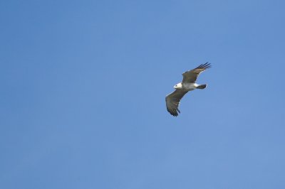 Slangenarend/Short-toed Eagle