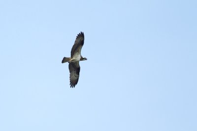 Visarend/Osprey