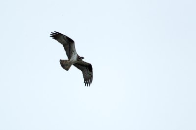 Visarend/Osprey