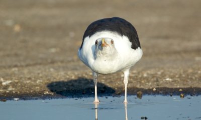 Grote Mantelmeeuw/Great Black-backed Gull