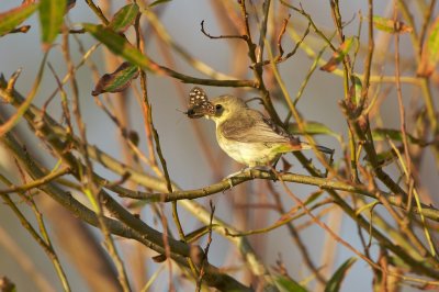 Orpheusspotvogel/Melodious Warbler