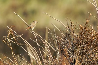 Daurische Klauwier/Daurian Shrike