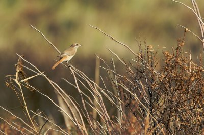 Daurische Klauwier/Daurian Shrike