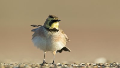 Strandleeuwerik/Horned Lark