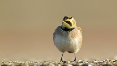 Strandleeuwerik/Horned Lark