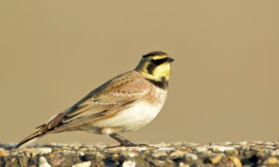 Strandleeuwerik/Horned Lark