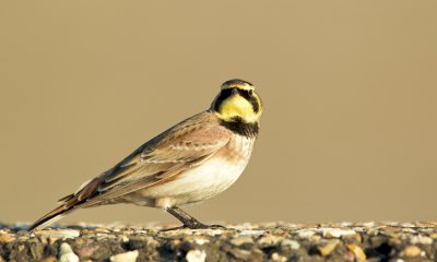 Strandleeuwerik/Horned Lark