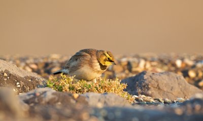 Strandleeuwerik/Horned Lark