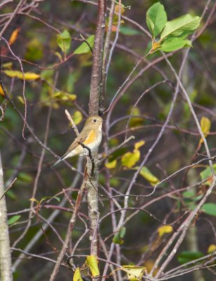 Blauwstaart/Red-flanked Bluetail