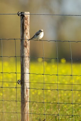 Kleine Klapekster/Lesser Grey Shrike