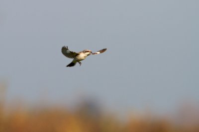 Kleine Klapekster/Lesser Grey Shrike