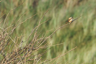 Langstaartklauwier/Long-tailed Shrike