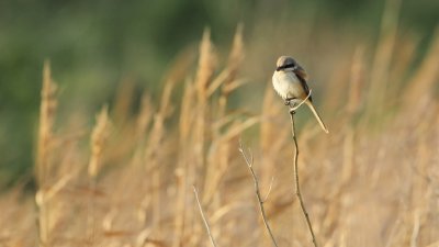 Langstaartklauwier/Long-tailed Shrike