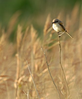 Langstaartklauwier/Long-tailed Shrike