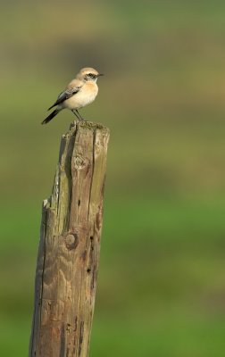 Woestijntapuit/Desert Wheatear