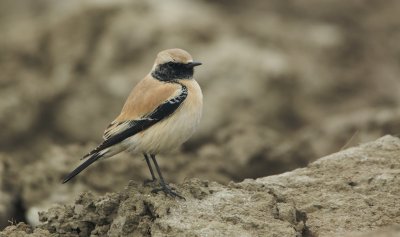 Woestijntapuit/Desert Wheatear