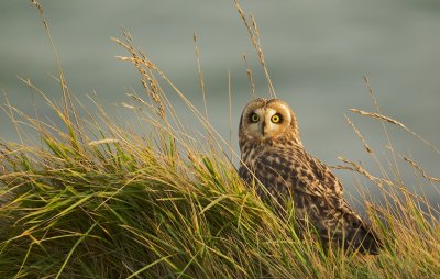 Velduil/Short-eared Owl