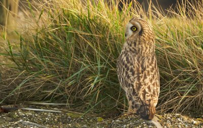 Velduil/Short-eared Owl