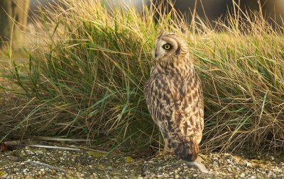 Velduil/Short-eared Owl