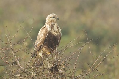 Ruigpootbuizerd/Rough-legged Buzzard