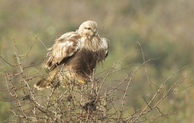 Ruigpootbuizerd/Rough-legged Buzzard