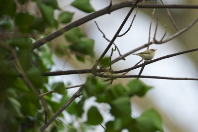 Humes Bladkoning/Hume's Leaf Warbler
